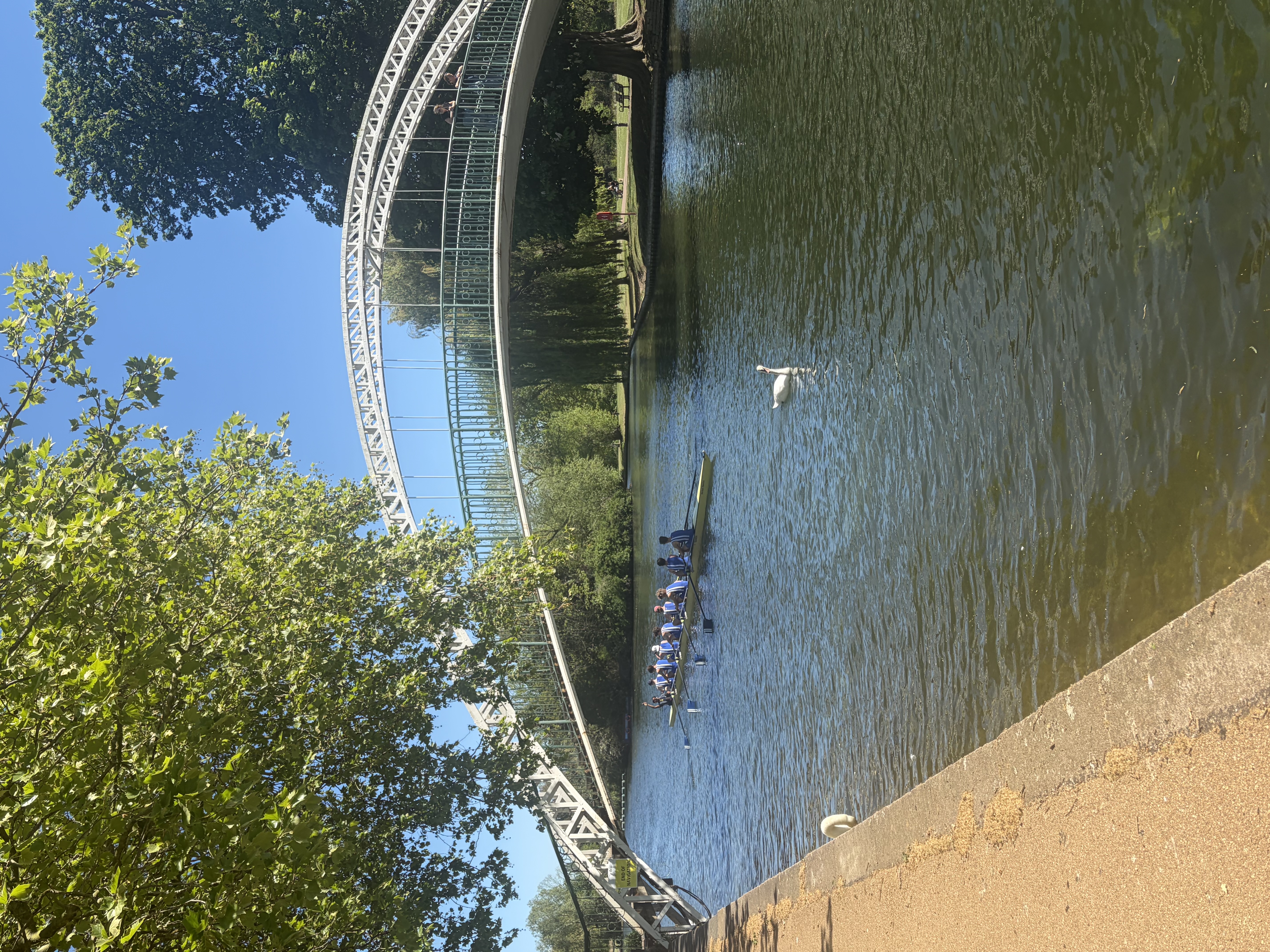 River Great Ouse in the sun, rowers, a bridge, and a swan pass by
